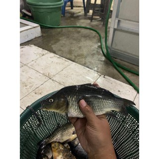 

Ikan Mas Fresh segar terbaik 1 kg