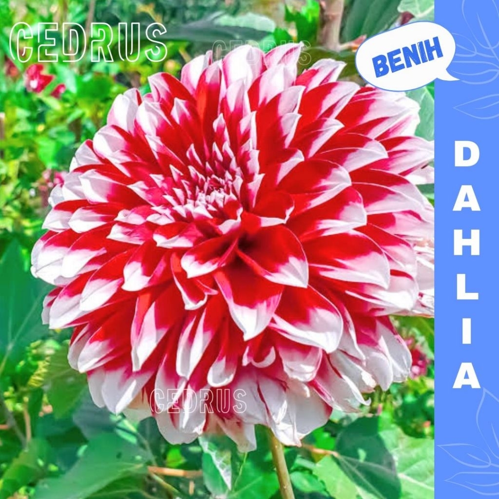Benih DAHLIA FUBUKI Red Biji Bunga