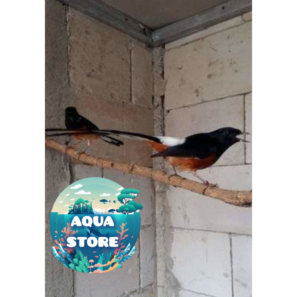 

murah paket 2 telur murai batu jawara siap menetas