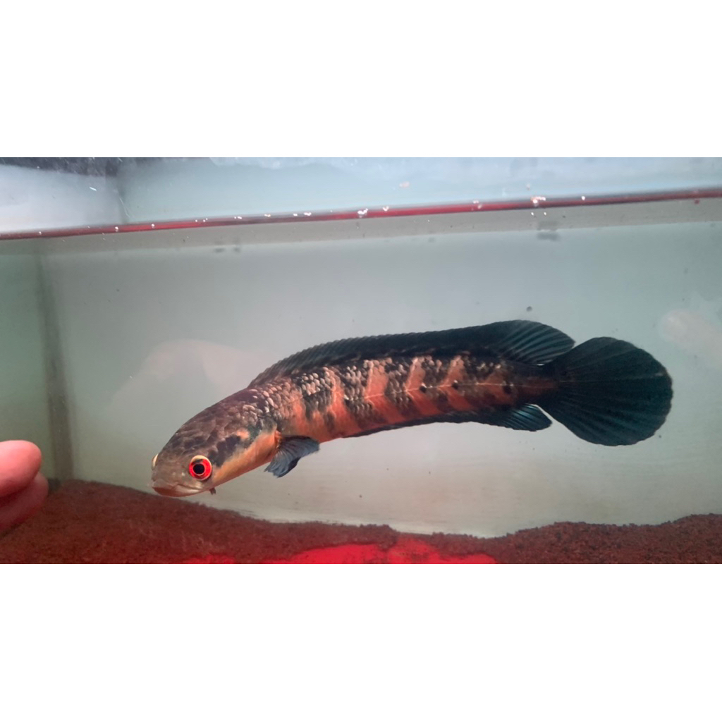 Maru Red Barito Sp.Danau Raya 7-10cm