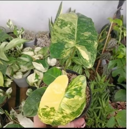 Tanaman Burlemak Varigata Philo, Philodendron Varigata, Tanaman Merambat Hijau Kuning