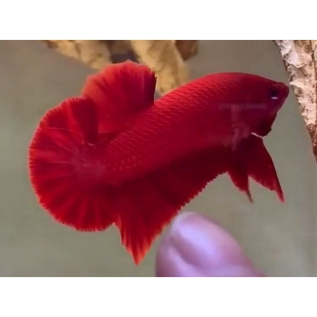 HIASAN AQUARIUM CUPANG SUPER RED