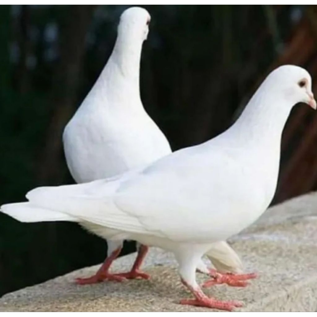 

telur burung merpati putih fertil siap menetas