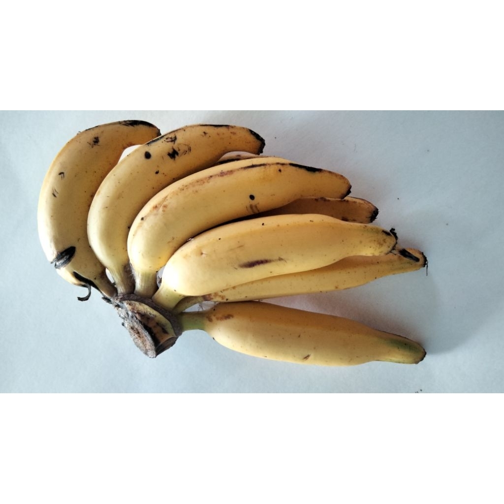 

Pisang rejang Matang Siap Konsumsi – Manis & Lezat (1 Sisir)