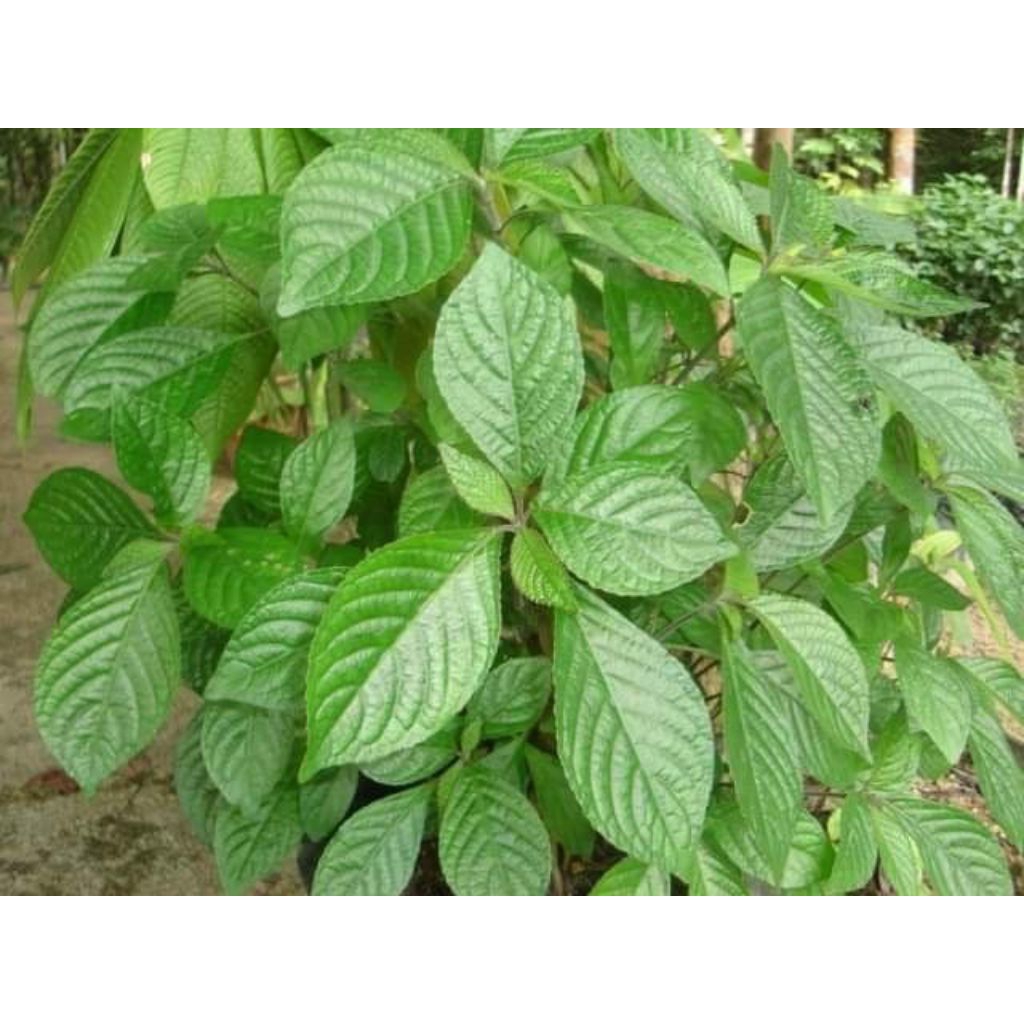 

Daun keji beling asli segar termurah 300grm