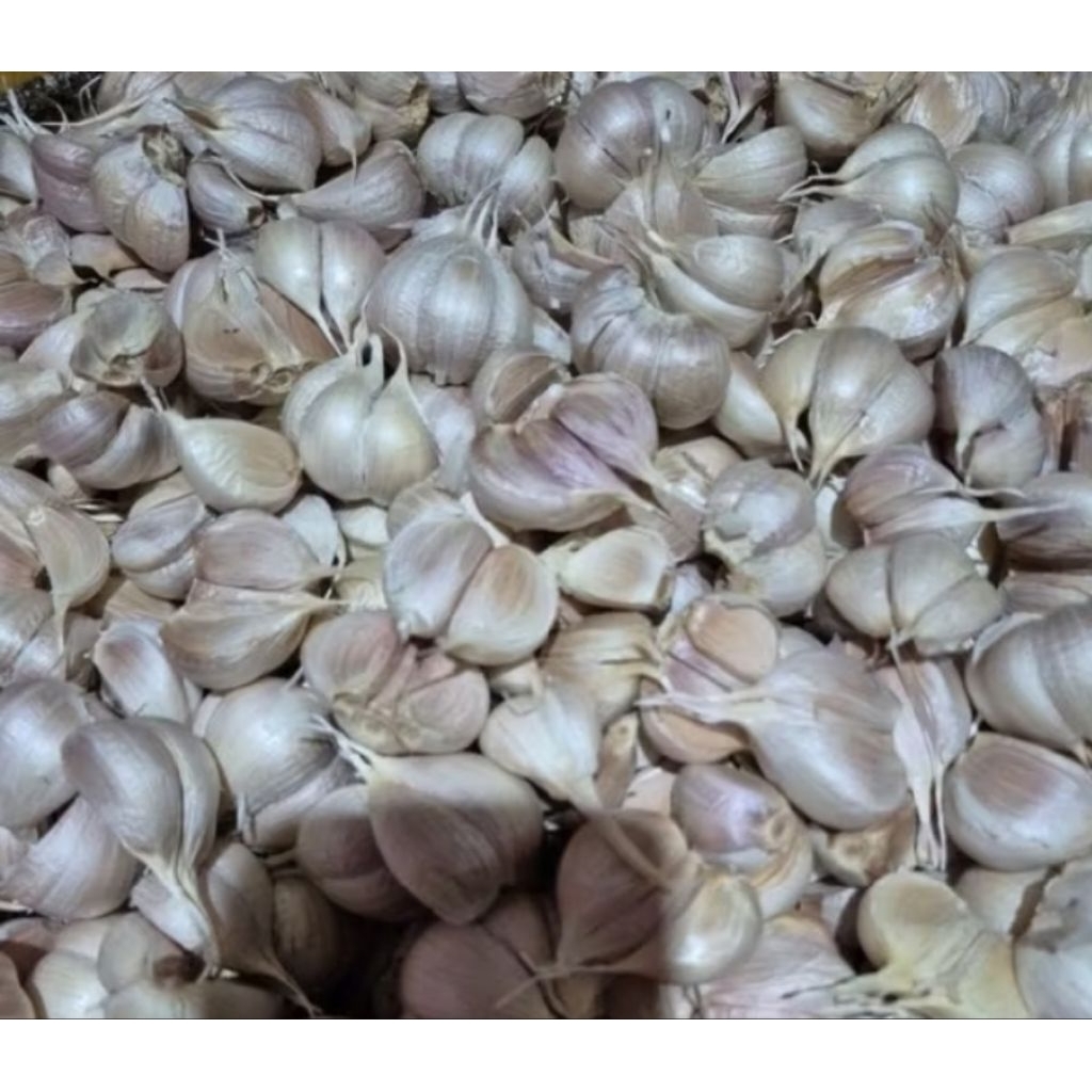 

bawang kating fress bersih