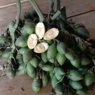 

Buah jame muda/ pinang muda fres 1000 gram