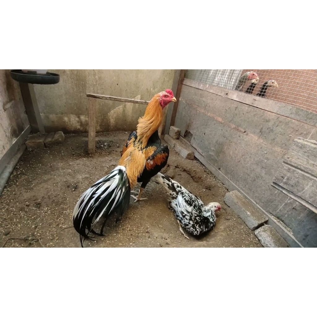 

Paket hemat 3 Telur Ayam Bangkok Wiring kuning ORI siap ditetaskan