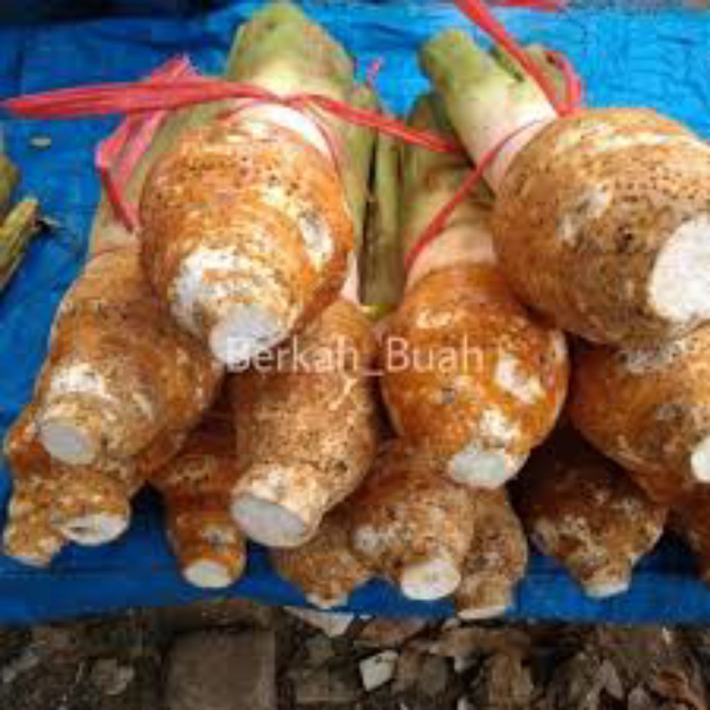 

umbi talas Bogor 1kg pratama1