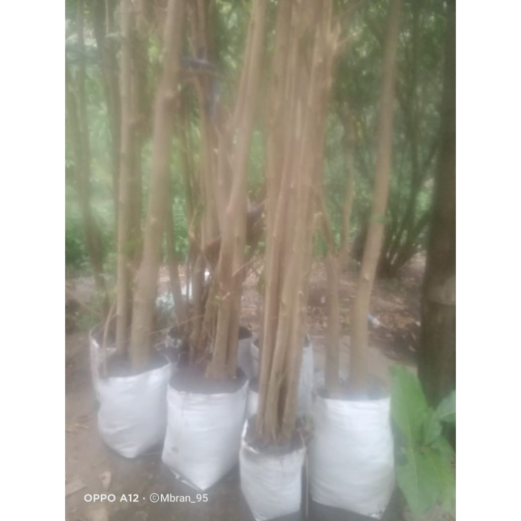 mentaos jalitri 4 biji sejempol up satu meter bisa request bentuk dan ukuran