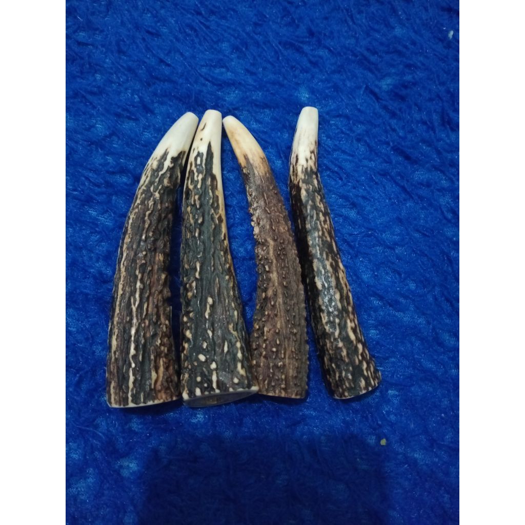 once tanduk rusa natural