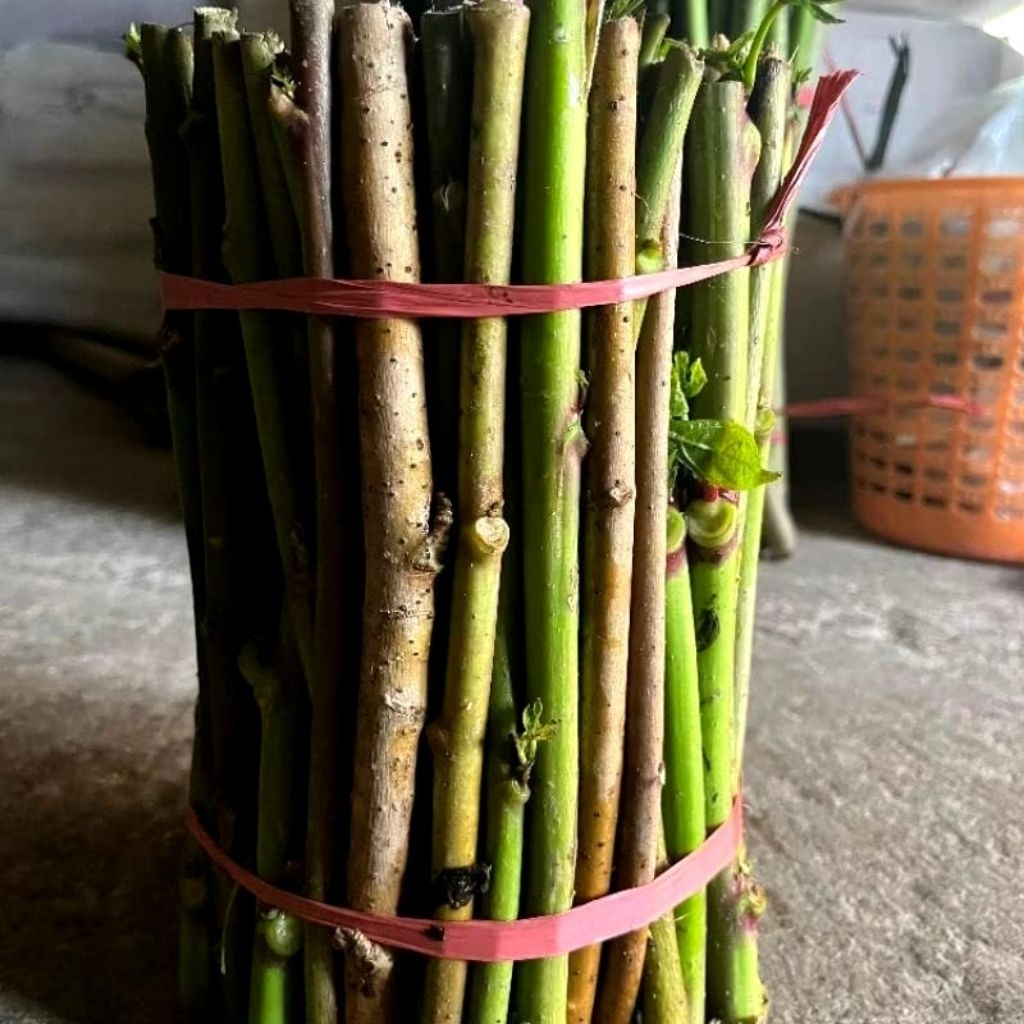 

singkong Papua ukuran 20 cm 10 batang