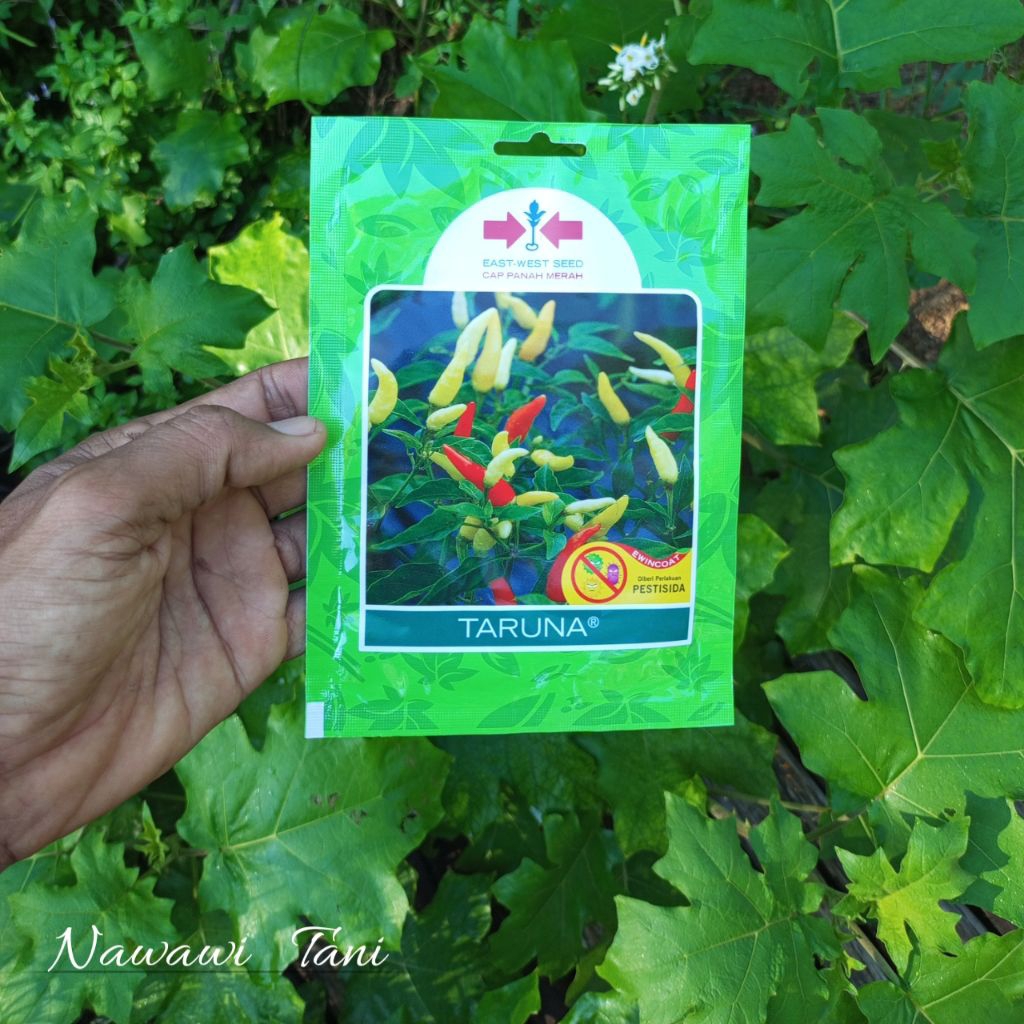 500 BENIH CABE RAWIT UNGGUL TARUNA ORIGINAL