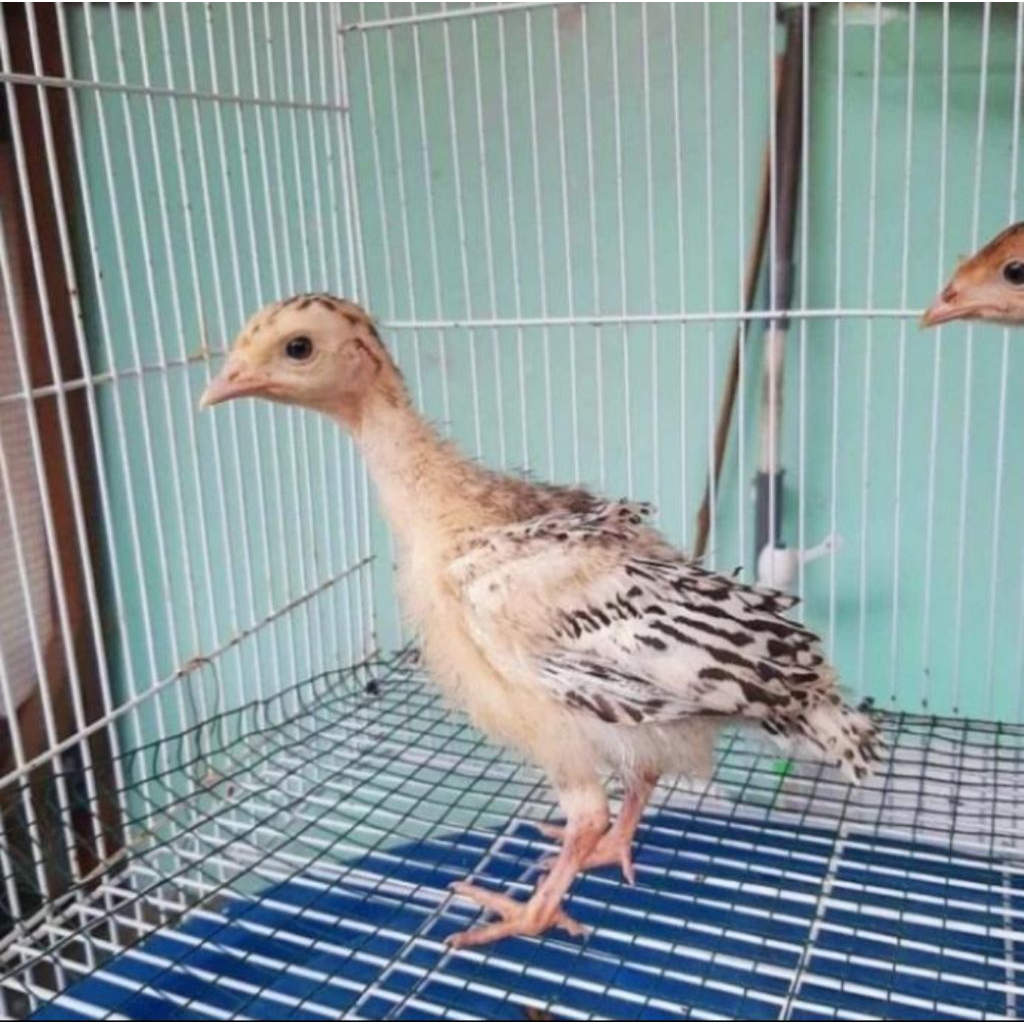 Ayam Kalkun - Anakan Ayam Kalkun - Ayam Hias - Bonus Vitamin