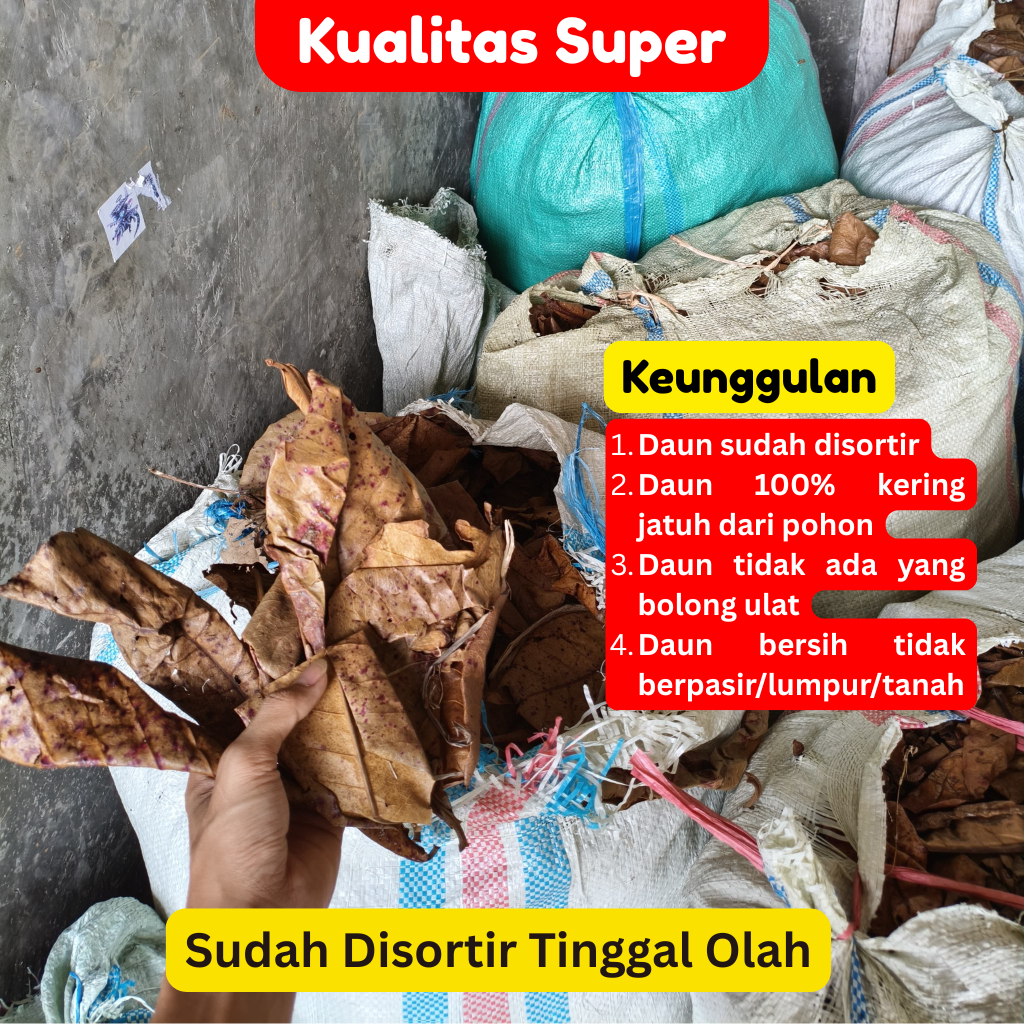 DAUN KETAPANG 1 KG MENTAH BELUM DIOLAH