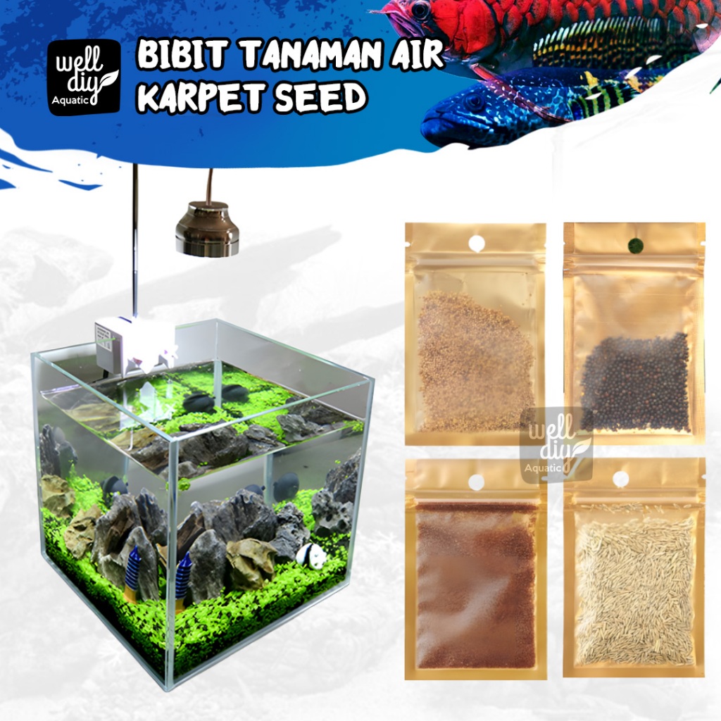 Carpet Seed Aquascape Tanaman Carpet Akuarium