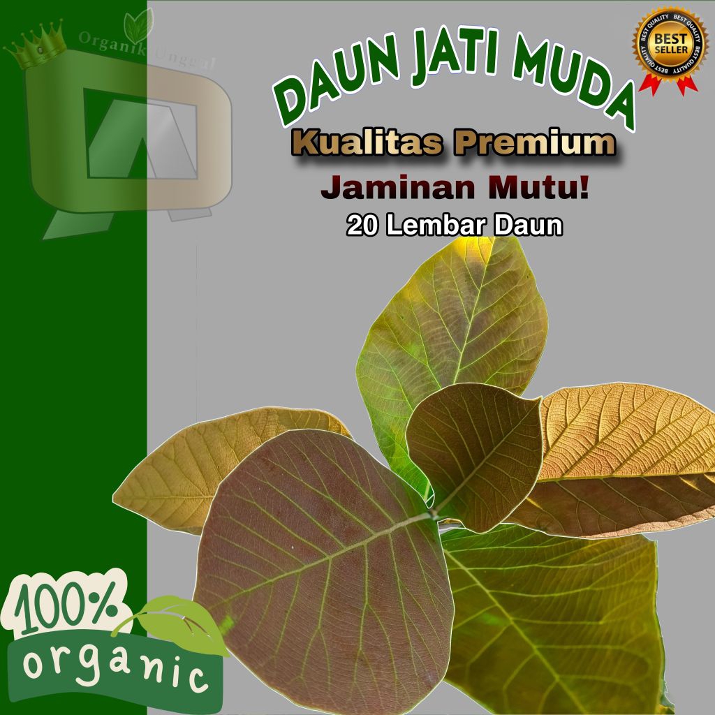 

Ecoprint Daun Jati Muda Segar Asli Organik Khas Madura
