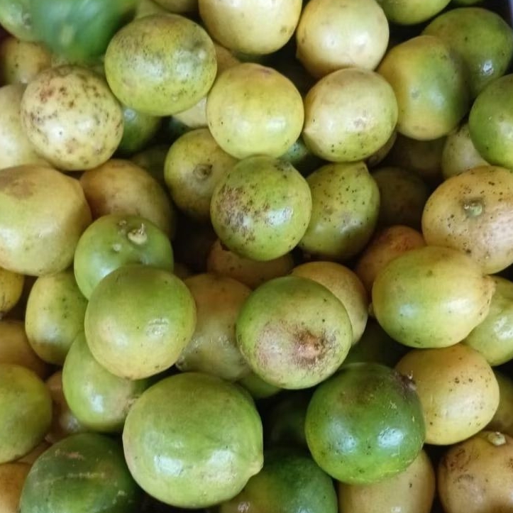 

Lemon Lokal Berkulitas ( 1 Kg )