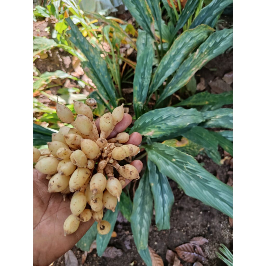 

Kunyit Putih/Kunci Pepet