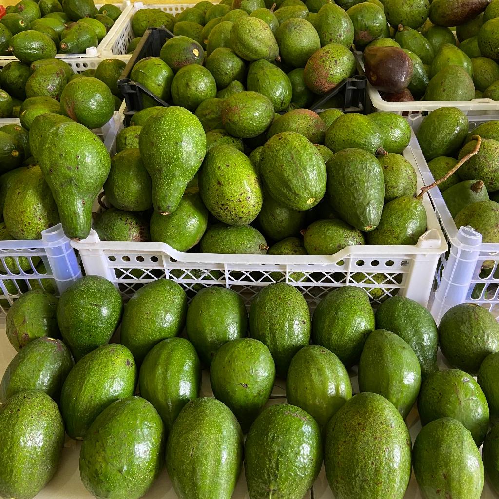 

Alpukat Mentega Kuning Fresh Bagus Bergaransi