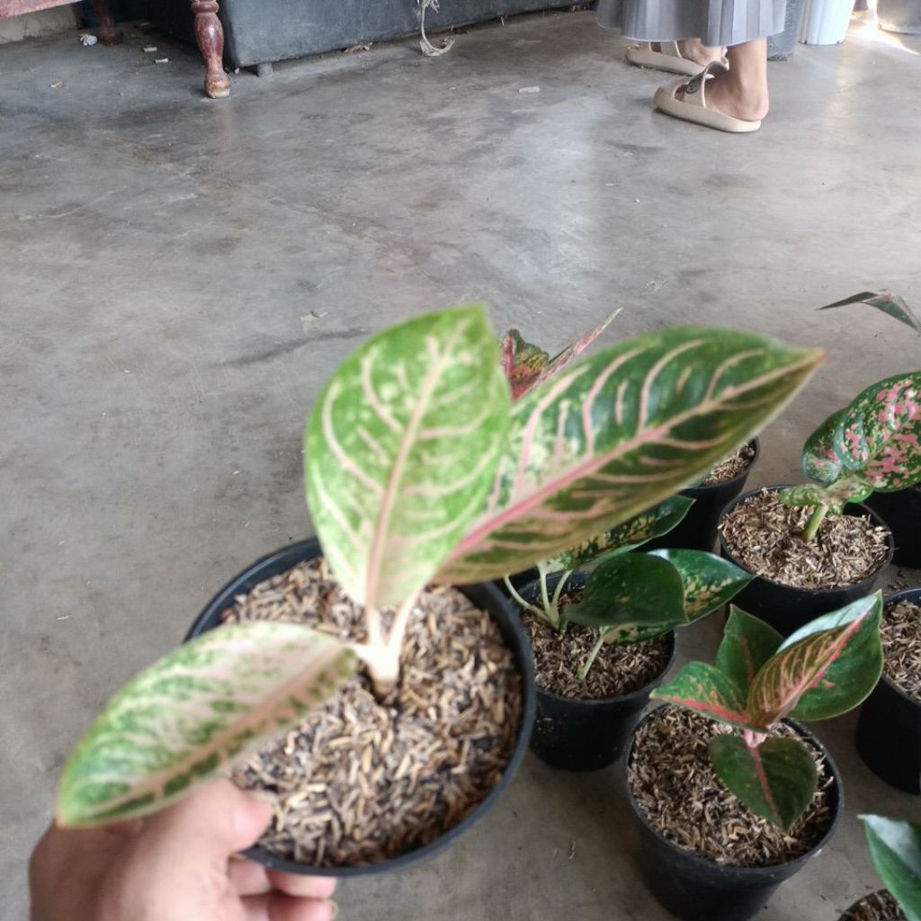 BABY AGLONEMA RED SUMATRA DAUN 2-3