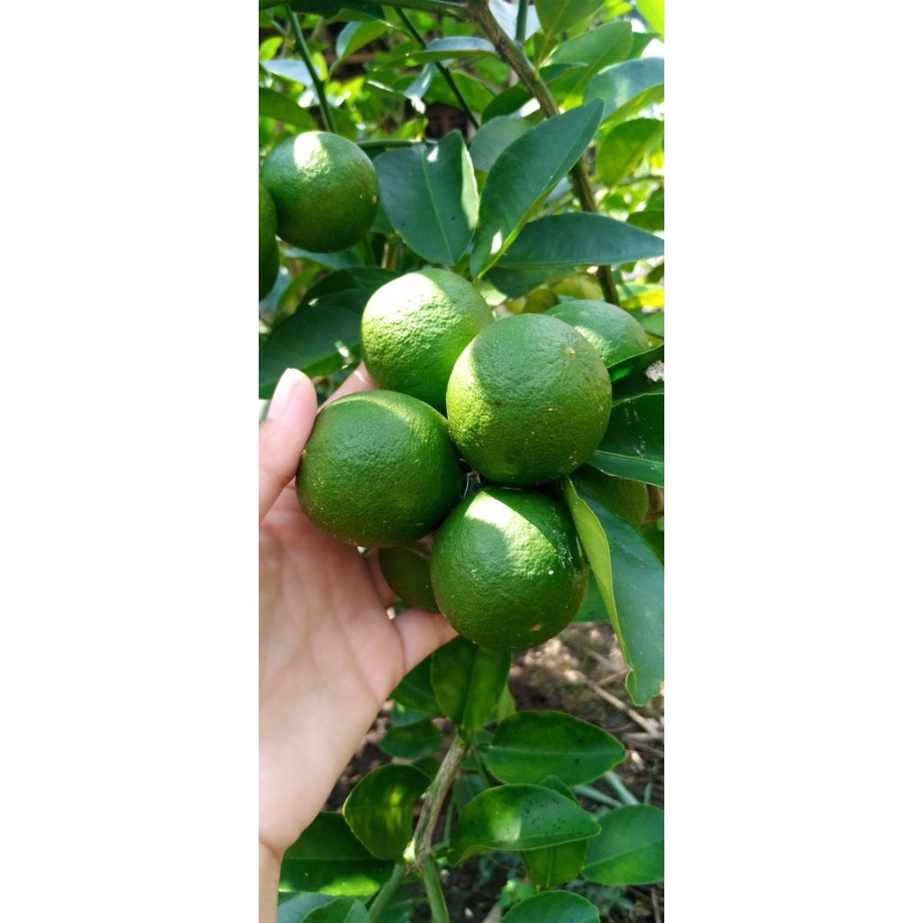 

JerukNipislagsungpetikkebun