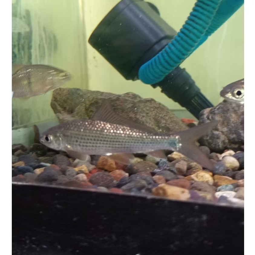 hiasan ikan Lukas , ikan air tawar , tankmate wader , tankmate mahseer , ikan arus deras ,  ikan loc