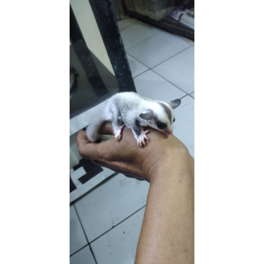 Sugar glider platinum  baby