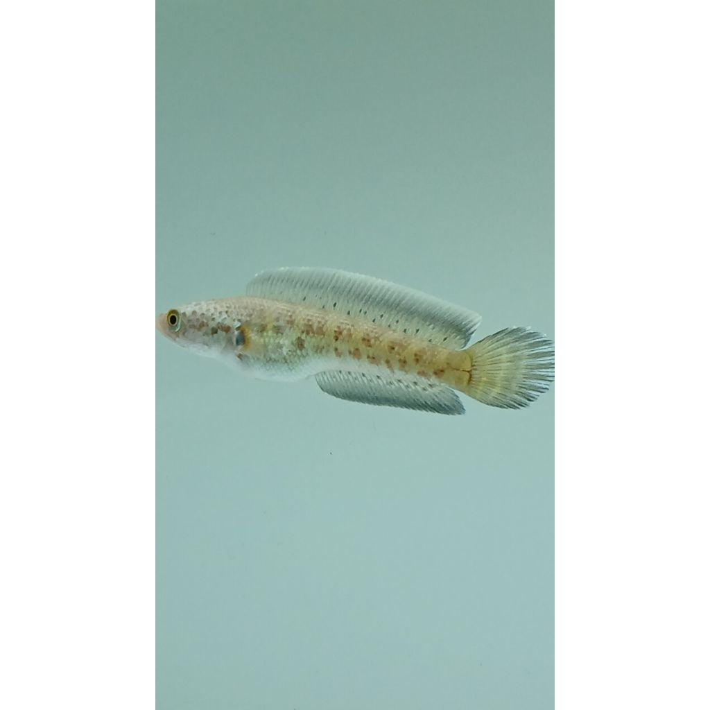 channa AURANTI WC full rekondisi single tank