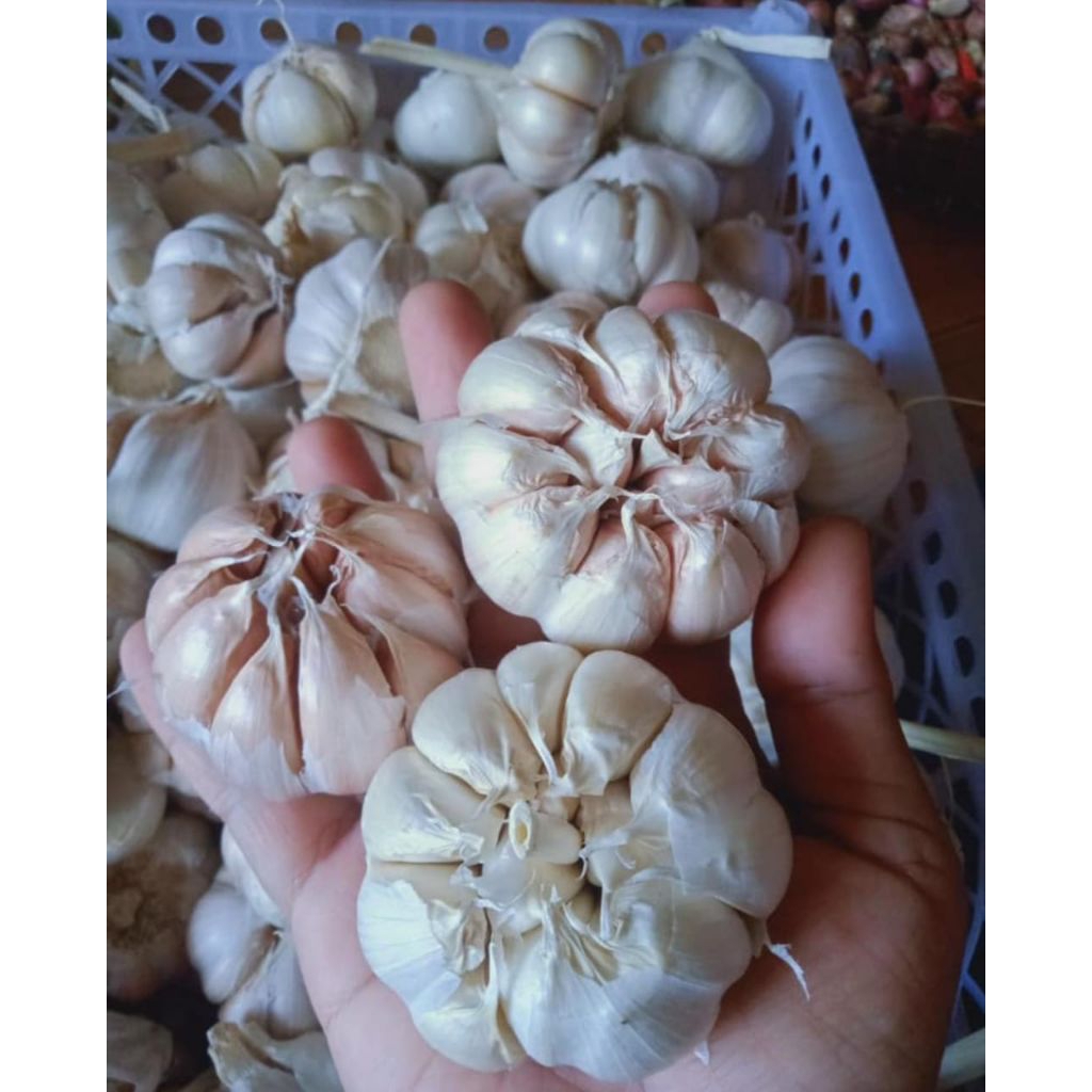 

Bawang putih 1kg
