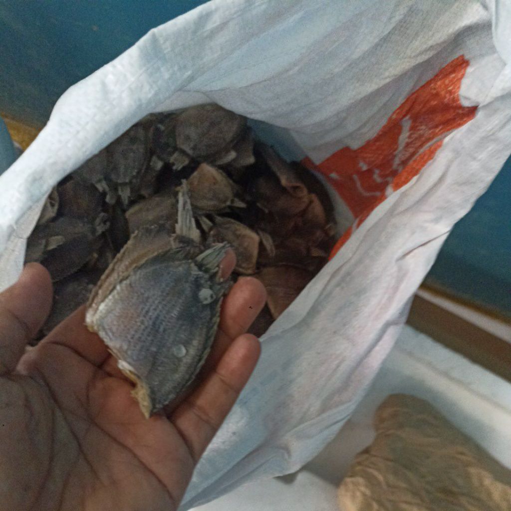 

ikan sepat asin kecil grosir