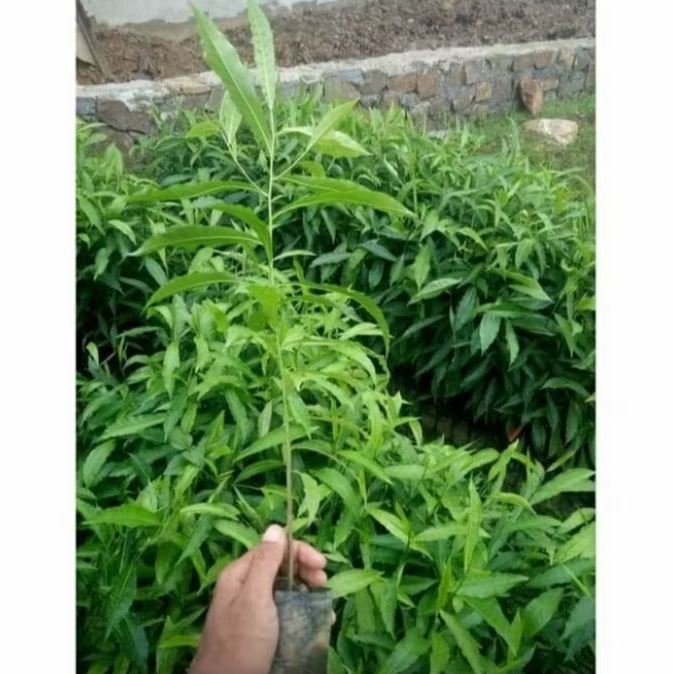 BIBIT POHON GENITRI/ BIBIT POHON JENITRI