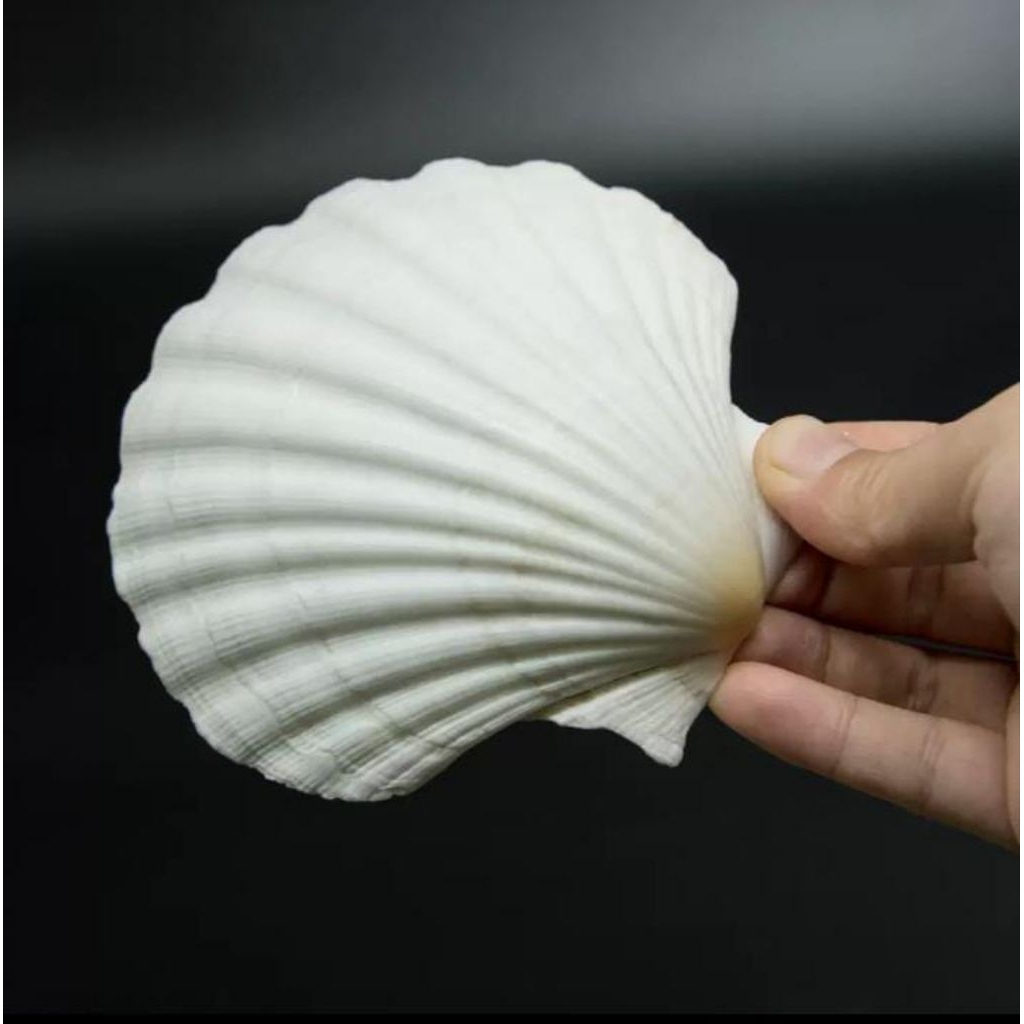 Kerang Kipas Besar | Kerang laut Asli | Kerang Koleksi