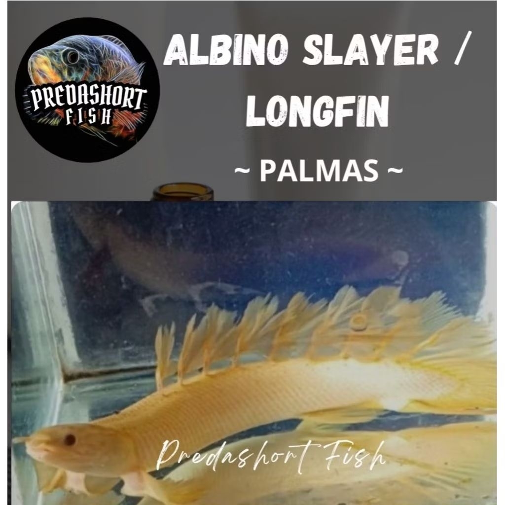 PALMAS ALBINO SLAYER / LONGFIN RARE ITEM