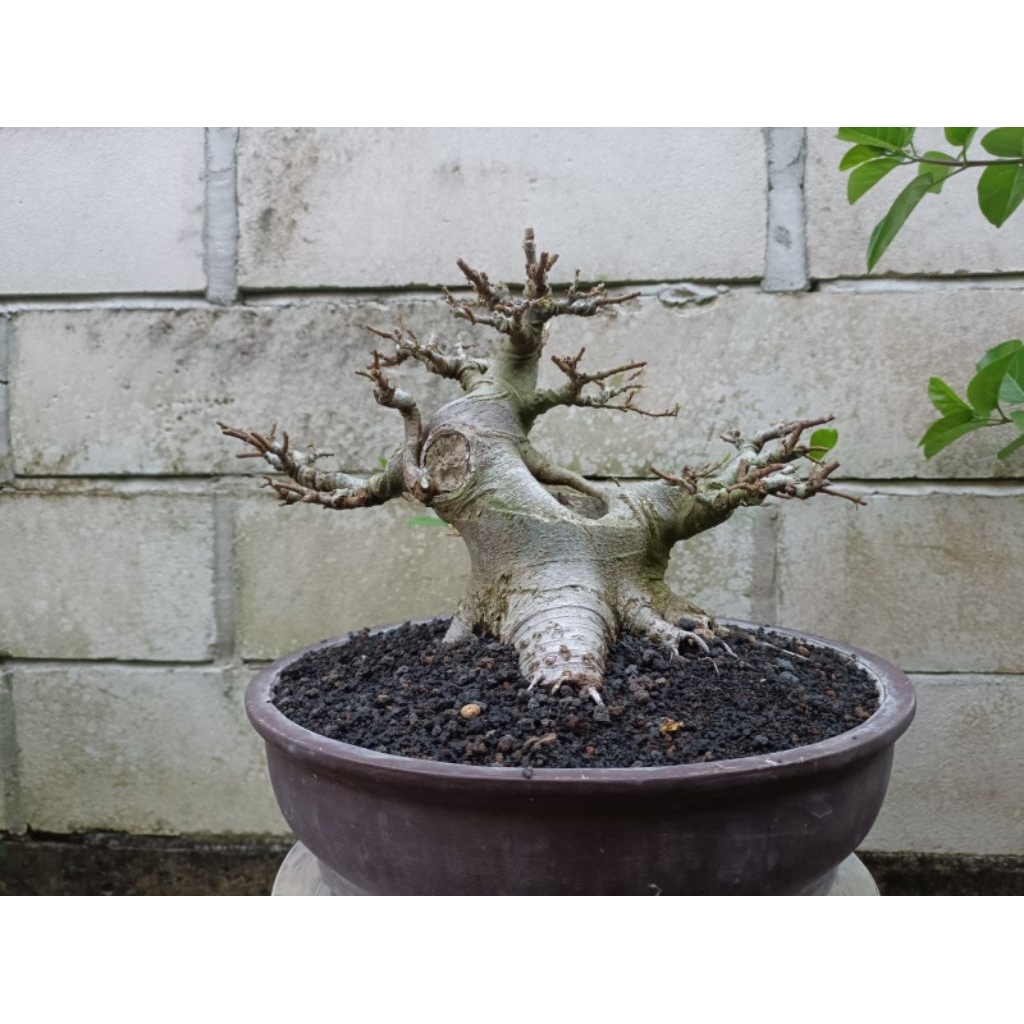 bahan bonsai loa besar prospek siap kontes