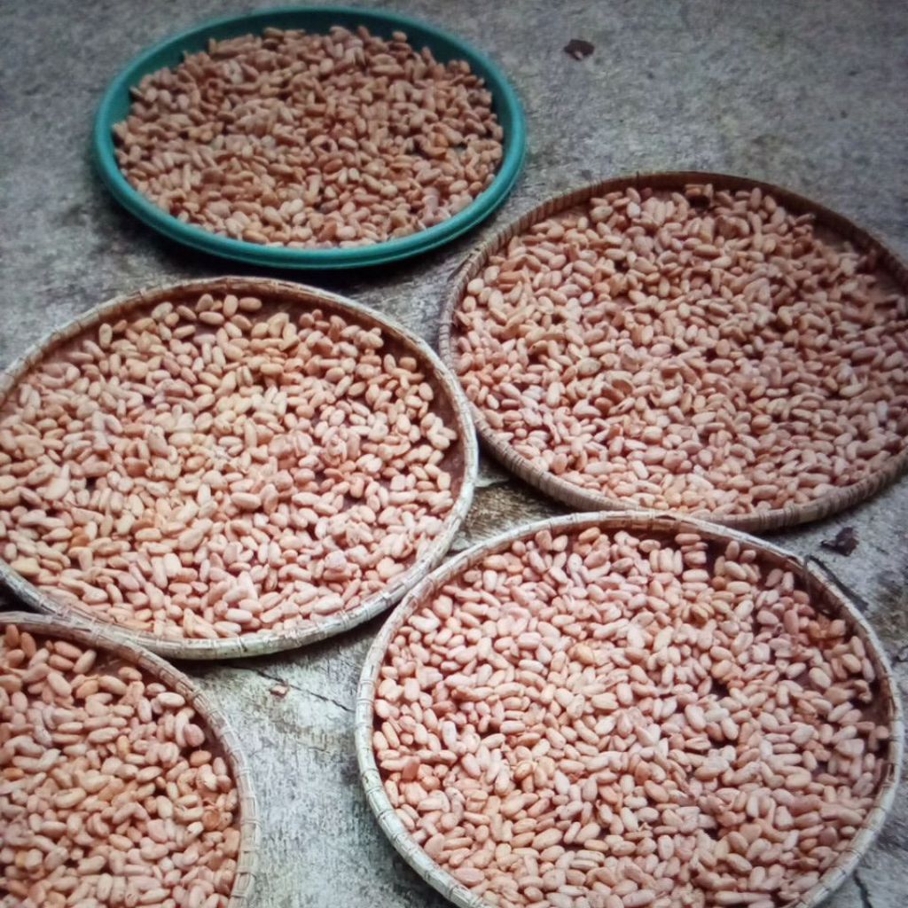 benih/bibit kopi coklat/kakao