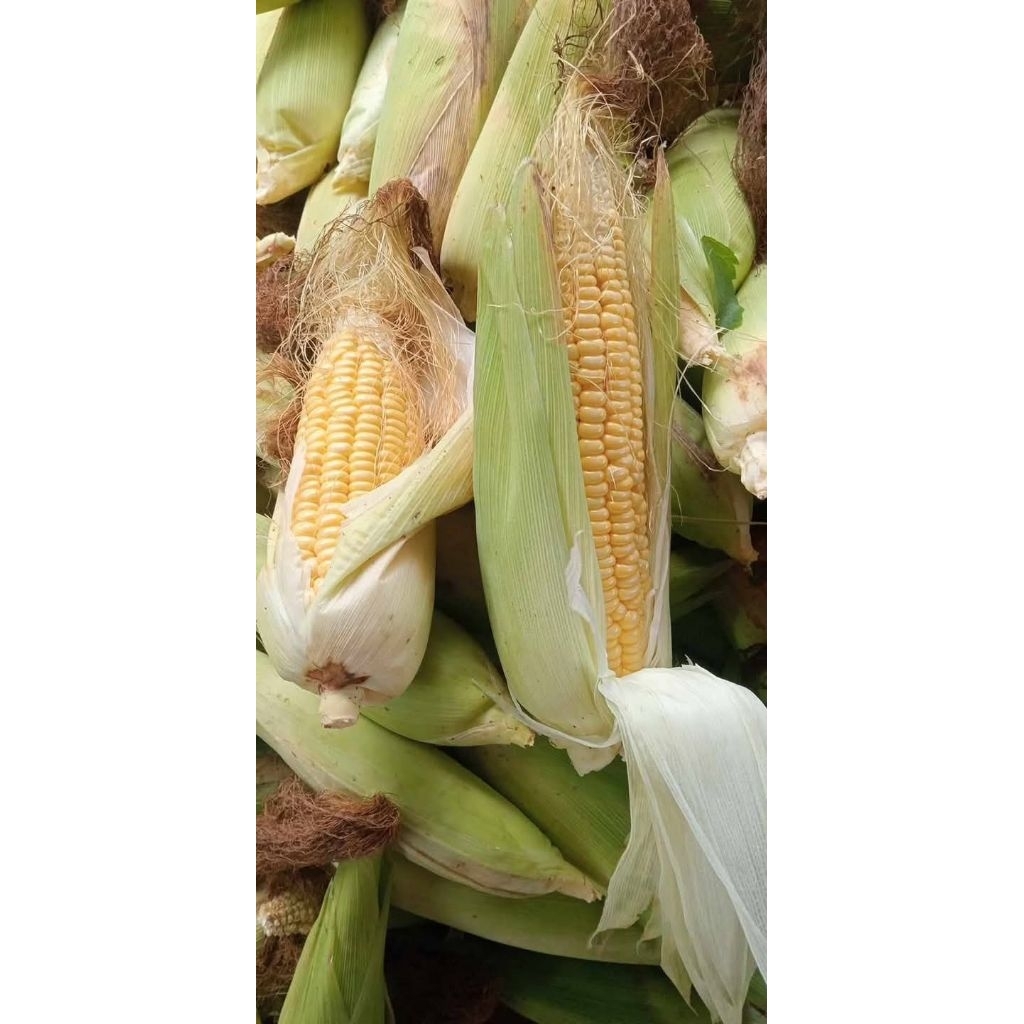 

jagung manis