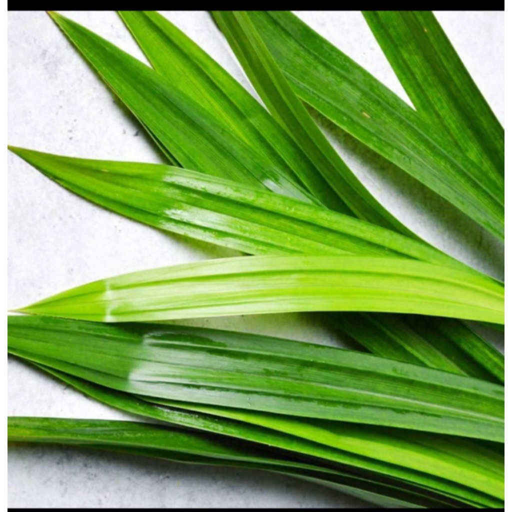 

Daun pandan wangi segar