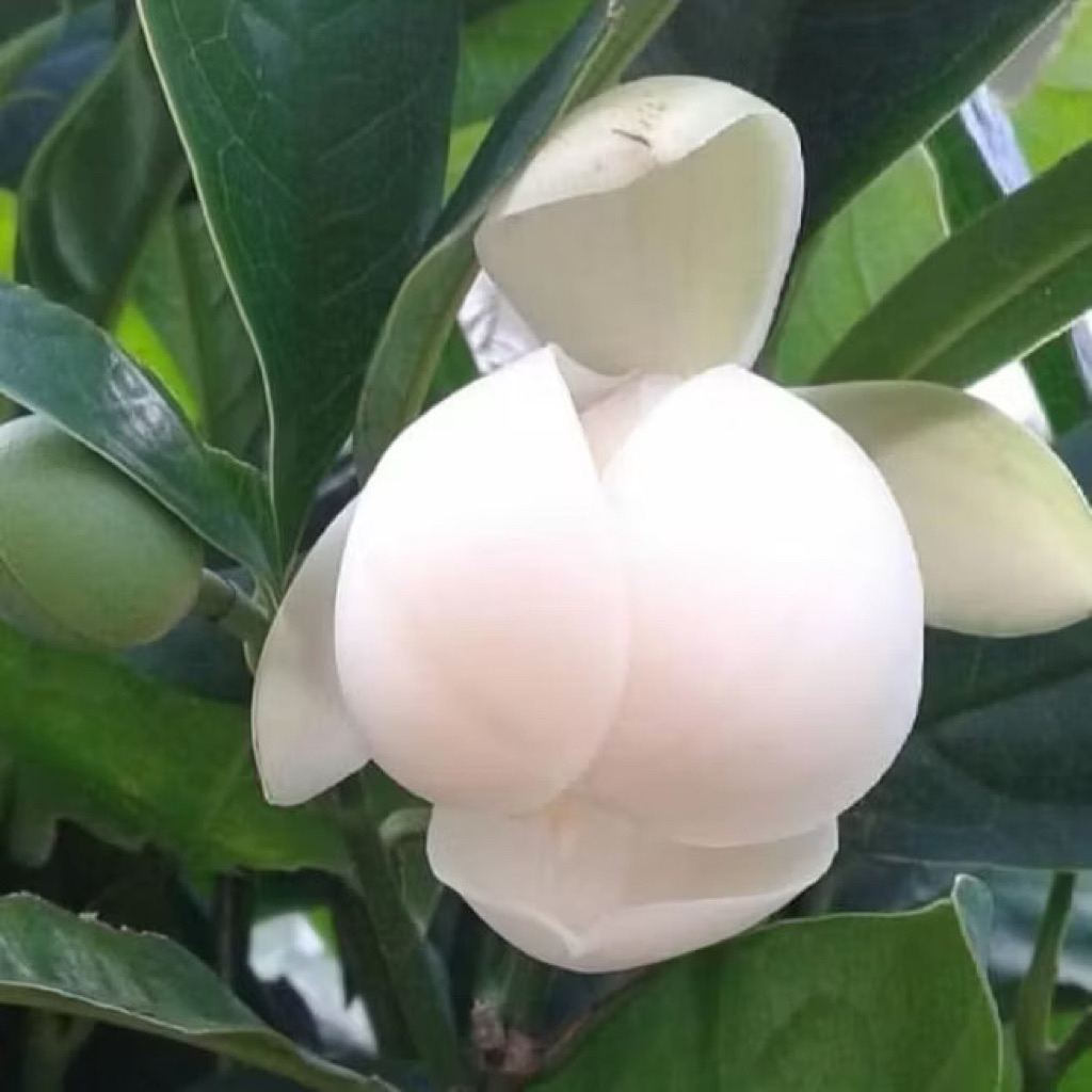 Tanaman Cempaka Gondok Putih - Cempaka Telur - Tanaman Putih