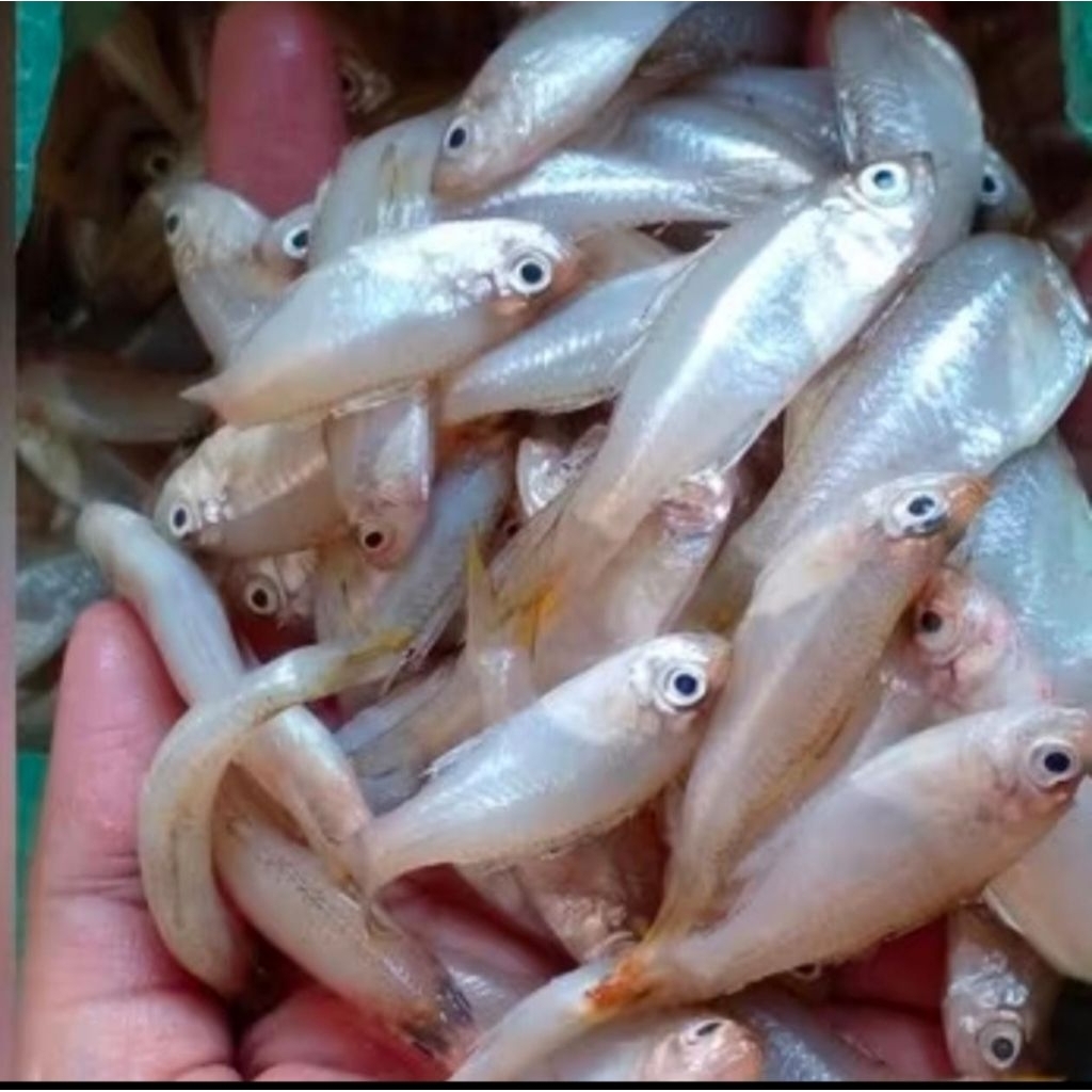 

Wader Fresh 1kg