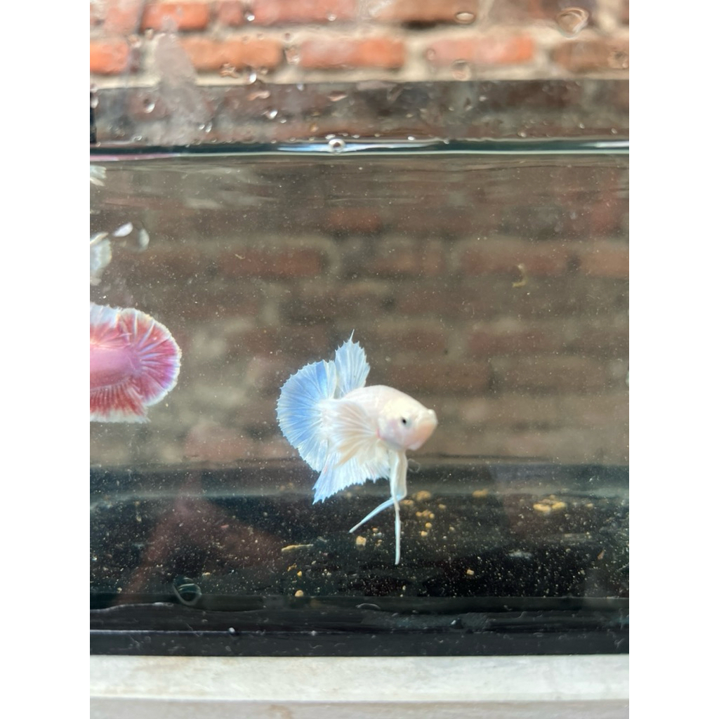 Cupang Plakat Dumbo Ear (Grade A)