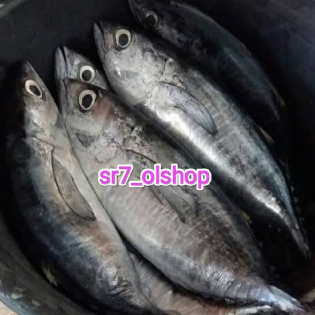 

Ikan Tongkol Sisik Biasa