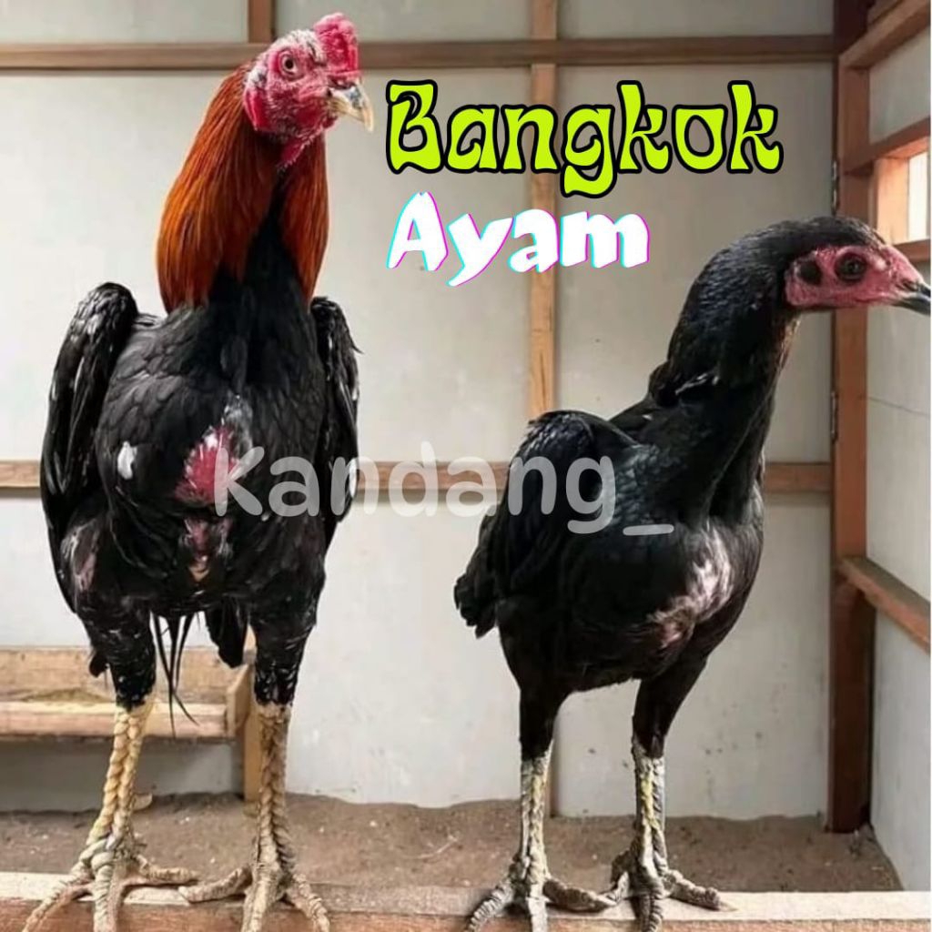 

telur ayam bangkok original petarung sang juara