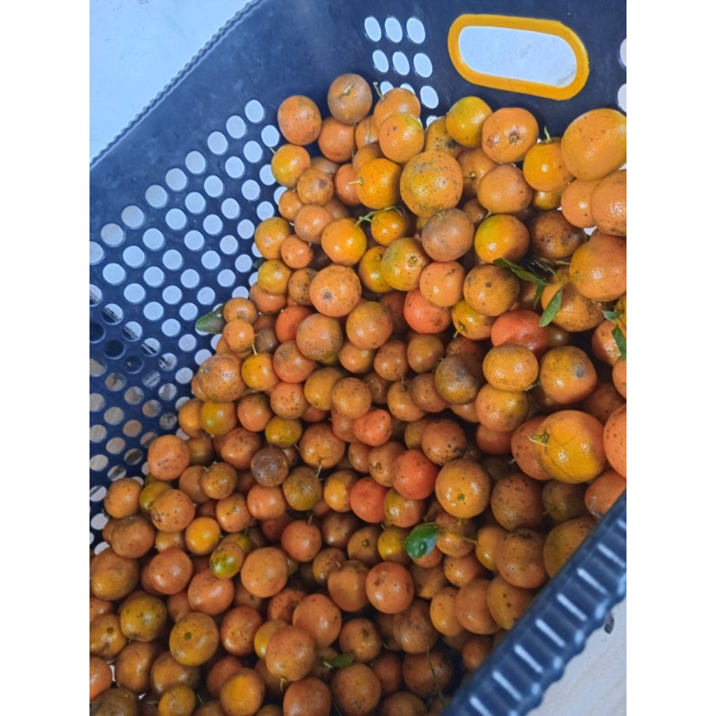 

1 kg Jeruk sonkit jeruk kasturi kuning / matang segar