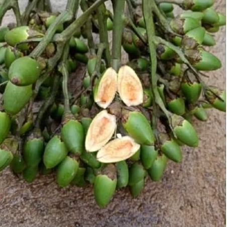 

Pinang Muda Termurah sedunia 500gram
