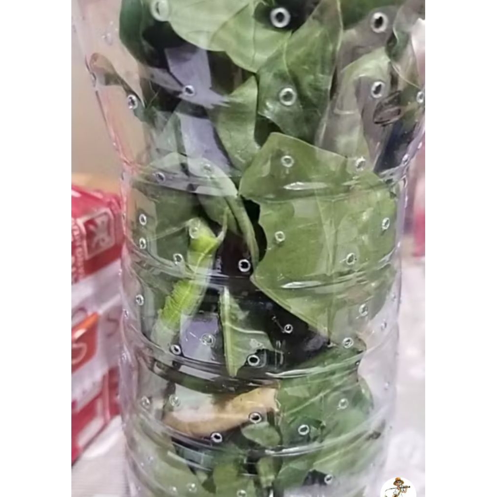 [Per 1ekor) Ulat Mengkudu Untuk Umpan Pancing Ikan Jackpot Ikan Bawal dan Ikan lele Super [Garansi