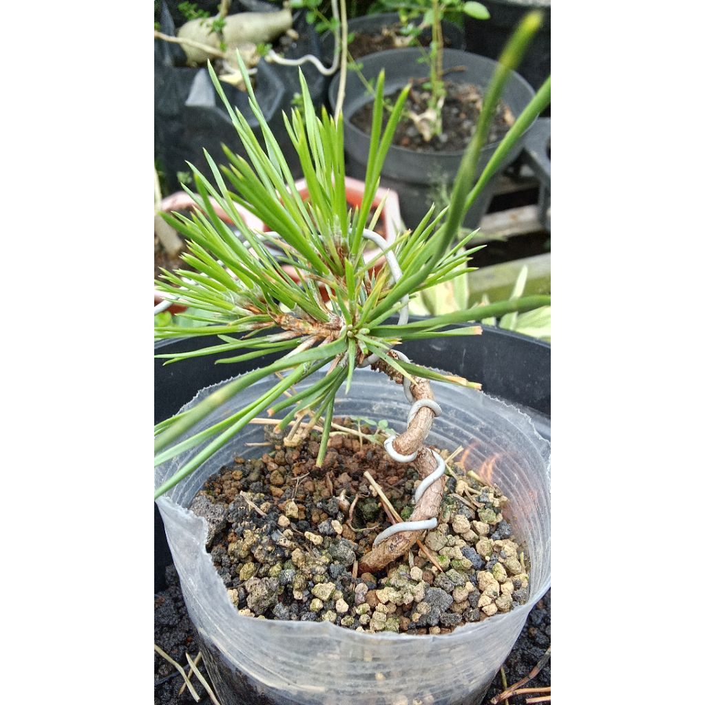 Japanese Black Pine