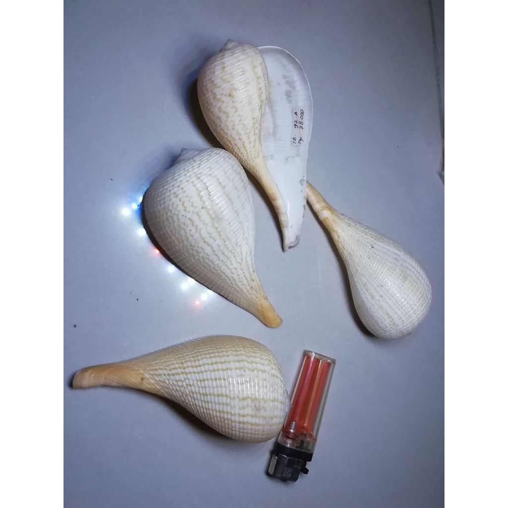 

cangkang kerang ficus gracilis