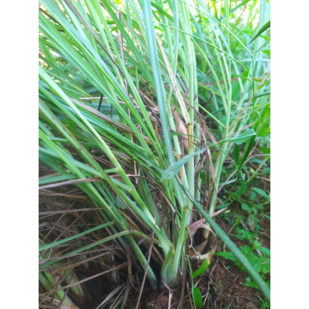 

Serai asli mulai 500 gram- 1 Kg