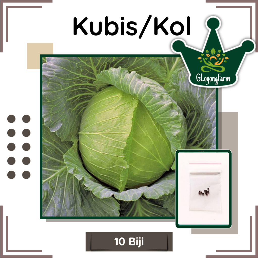 Benih Kol Kubis Hijau Bibit Tanaman Sayur kol Benih Sayuran